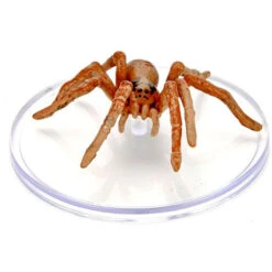 D&D Icons Of The Realm: Wild Shape & Polymorph Set 2 -Model Toy Store wzk96054 3